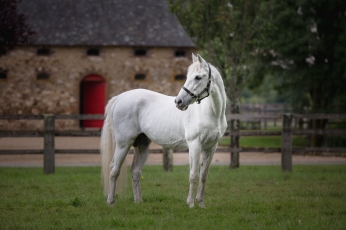 ADIEU CHAMPION !