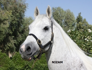PRESENTATION VIDEO DE L'ETALON NIZAM