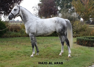 PRESENTATION VIDEO DE L'ETALON MAJD AL ARAB