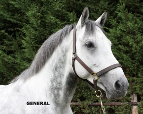 PRESENTATION VIDEO DE L'ETALON GENERAL