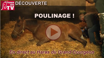 POULINAGE EN DIRECT!