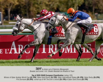 Tayf by Amer out of Djelmila (Manganate)
Breeder an owner: Sheikh Abdullah bin Khalifa Al Thani