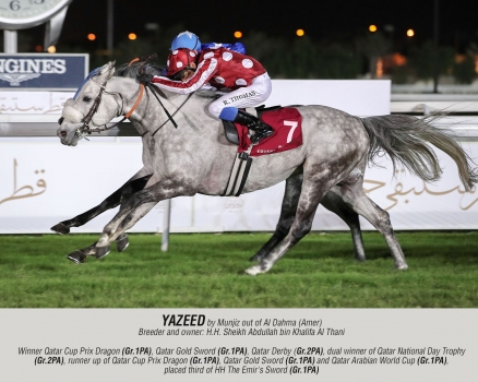 Yazeed by Munjiz out of Al Dahma (Amer)
Breeder and owner: Sheikh Abdullah bin Khalifa Al Thani