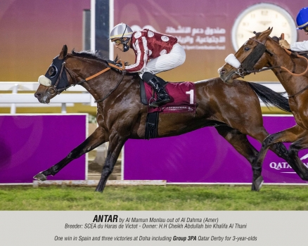 Antar by Al Mamun Monlau out of Al Dahma (Amer)
Breeder: SCEA du Haras de Victot - Owner: H.H Cheikh Abdullah bin Khalifa Al Thani