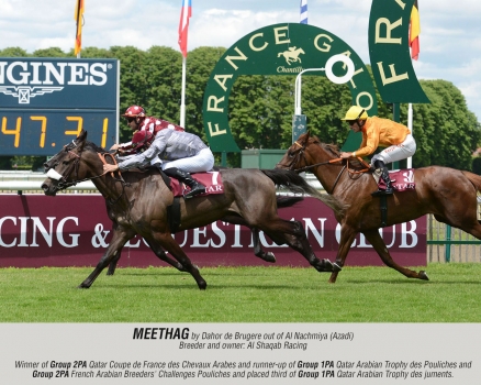 Meethag by Dahor de Brugere out of Al Nachmiya (Azadi)
Breeder and owner: Al Shaqab Racing
