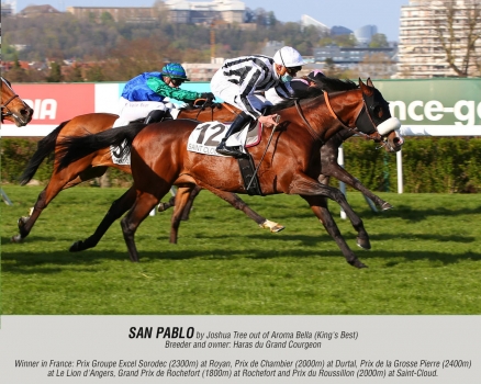San Pablo by Joshua Tree out of Aroma Bella (King's Best)
Breeder and owner: Haras du Grand Courgeon