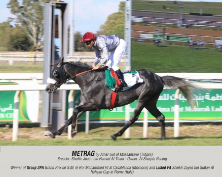 Metrag by Amer out of Massamarie (Tidjani)
Breeder: Sheikh Joaan bin Hamad Al Thani - Owner: Al Shaqab Racing