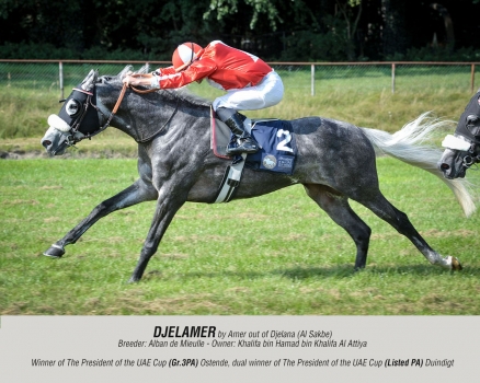 Djelamer by Amer out of Djelana (Al Sakbe)
Breeder: Alban de Mieulle - Owner: Khalifa bin Hamad bin Khalifa Al Attiya