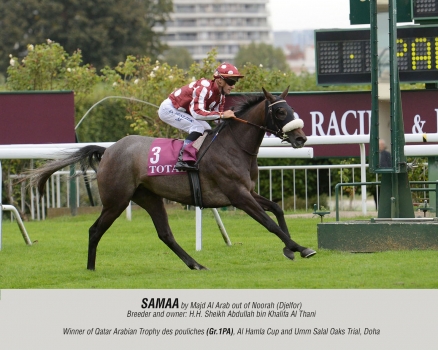 Samaa by Majd Al Arab out of Noorah (Djelfor)
Breeder and owner: Sheikh Abdullah bin Khalifa Al Thani