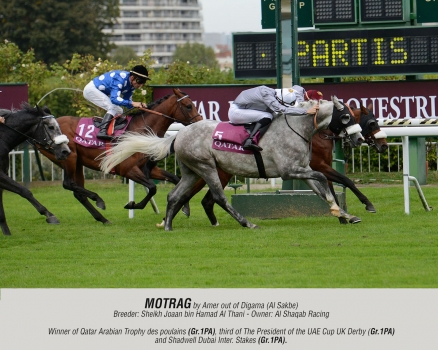 Motrag by Amer out of Digama (Al Sakbe)
Breeder: Sheikh Joaan Al Thani - Owner: Al Shaqab Racing