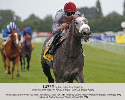 Lwsail by Amer out of Kerra (Kesberoy)
Breeder: Sheikh Joaan Al Thani - Owner: Al Shaqab Racing