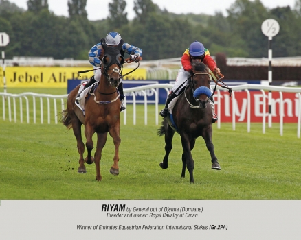 Riyam by General out of Djenna (Dormane)
Breeder and owner: Royal Cavalry of Oman