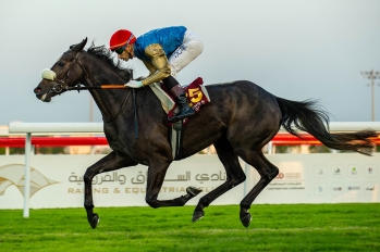 Purebred Arabian Maiden plate, 1400 m - Doha, Qatar, 8 novembre 2023
©Juhaim/QREC