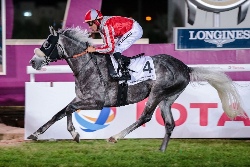 Purebred Arabian Conditions, Doha 4 janvier 2018