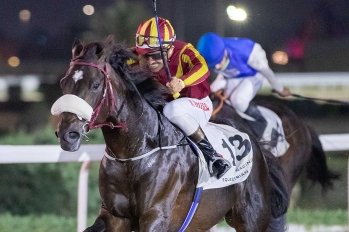 Purebred Arabian Handicap race, 1900 m - Doha, Qatar, 23 avril 2023
©Juhaim/QREC