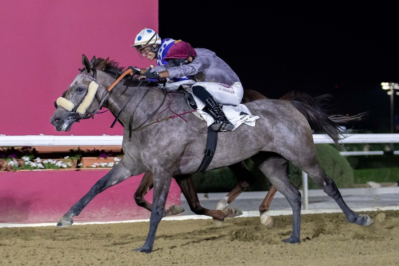 Purebred Arabian Conditions, 1900m - Doha, Qatar, 7 December 2022
©Juhaim/QREC