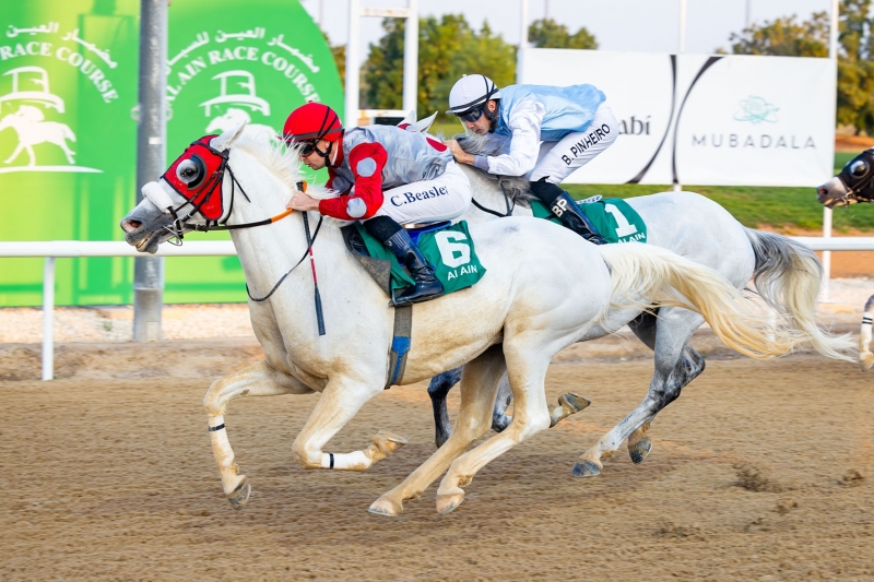 Purebred Arabian Listed Race, 1800m - Al Ain, UAE, 14 December 2024
©ERA
