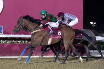 Purebred Arabian Handicap, 1900 m - 16 November 2022, Doha, Qatar
©Juhaim/QREC