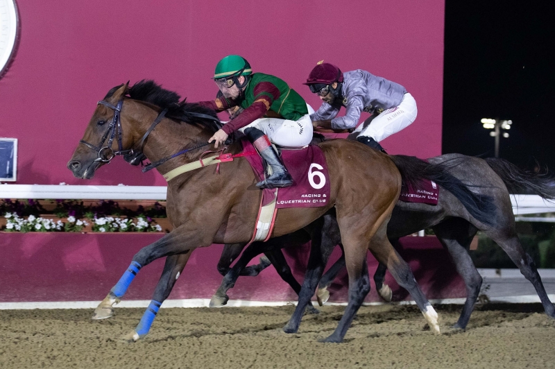 Purebred Arabian Handicap, 1900 m - 16 November 2022, Doha, Qatar
©Juhaim/QREC
