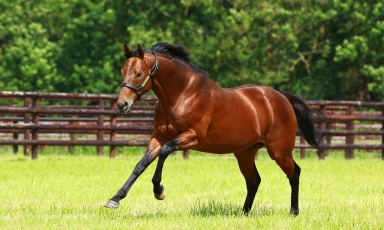 Le Haras du Grand Courgeon est heureux d'accueillir...