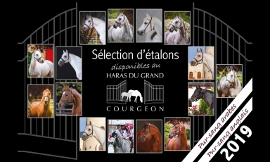 DÉCOUVREZ LES ÉTALONS DISPONIBLES AU HARAS EN 2019