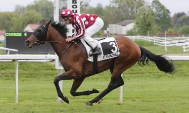 Premier vainqueur pour l'étalon Joshua Tree