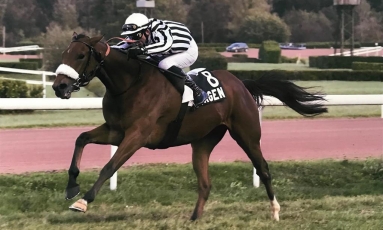 LA CASAQUE DU HARAS DU GRAND COURGEON A L’HONNEUR...