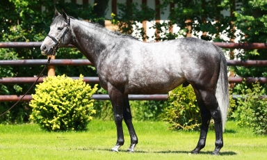 STYLE VENDOME JOINS THE STALLION ROSTER AT THE GRAND...