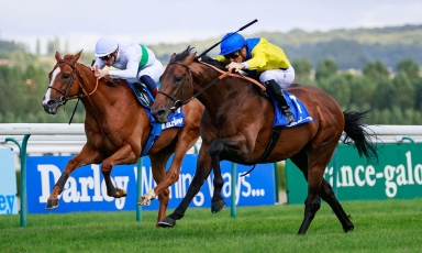 MARMELO TO STAND AT GRAND COURGEON STUD