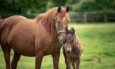 LA SAISON DE REPRODUCTION CONTINUE AU HARAS DU GRAND...