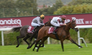 LES PRODUITS DES ETALONS DISPONIBLES AU HARAS A...