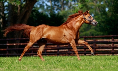 MEKHTAAL REJOINT LE HARAS DU GRAND COURGEON