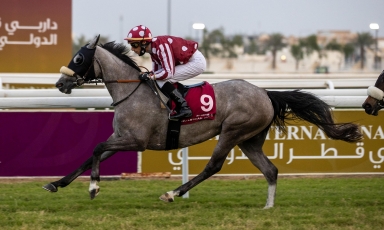 DOUBLÉ À DOHA DES POULICHES DU GRAND COURGEON