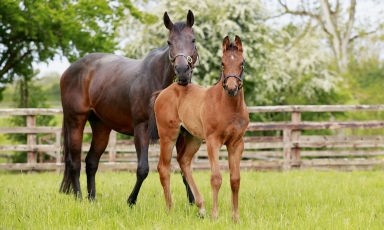 PREMIERS FOALS DE L'ANNÉE 2021 PAR MEKHTAAL