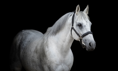 LE DOUBLE VAINQUEUR DE LA QATAR ARABIAN WORLD CUP SERA A...