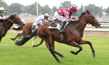 UN NOUVEAU VAINGUEUR ÉLEVÉ AU HARAS DU GRAND COURGEON