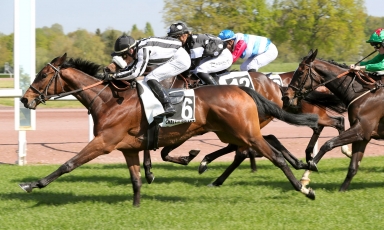 NEW WINNER IN THE COLORS OF THE GRAND COURGEON STUD