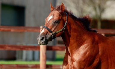 LE HARAS DU GRAND COURGEON ACCUEILLE NOOR AL HAWA