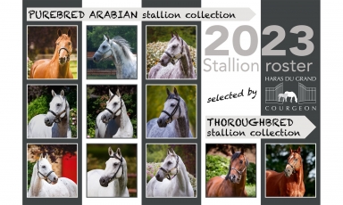 LES ETALONS DISPONIBLES AU HARAS EN 2023