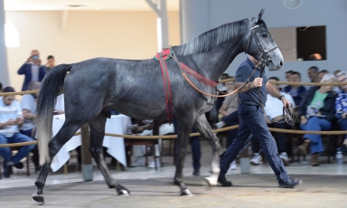 ZAKADIR: TOP PRICE OF HIS CATEGORY AT THE ARQANA SALE