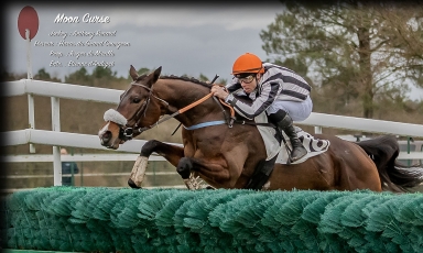 PREMIER SUCCÈS EN STEEPLE-CHASE POUR MOON CURSE